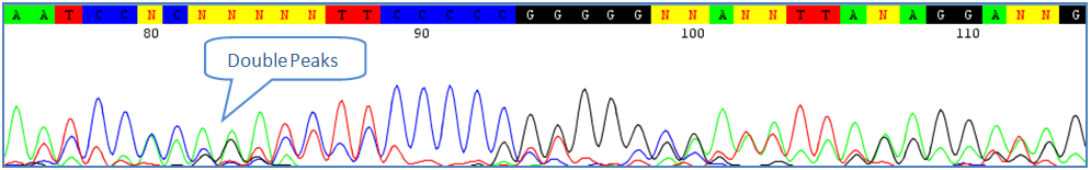 co-amplification of related species